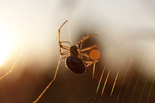 Free Close-up of a spider weaving its web during sunset with warm lighting and intricate details. Stock Photo