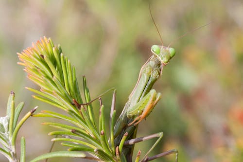 Green Praying Mantis Perched on Green Plant in Close Up Photography