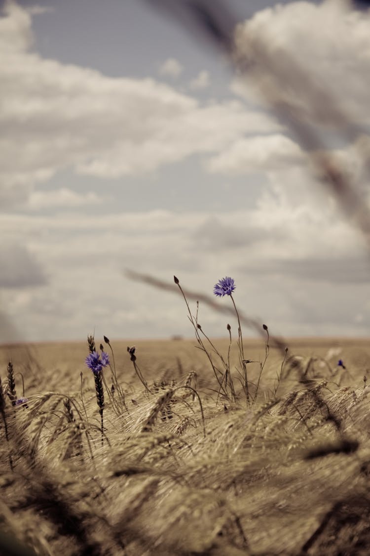 Purple Flower On Brown Grass Field