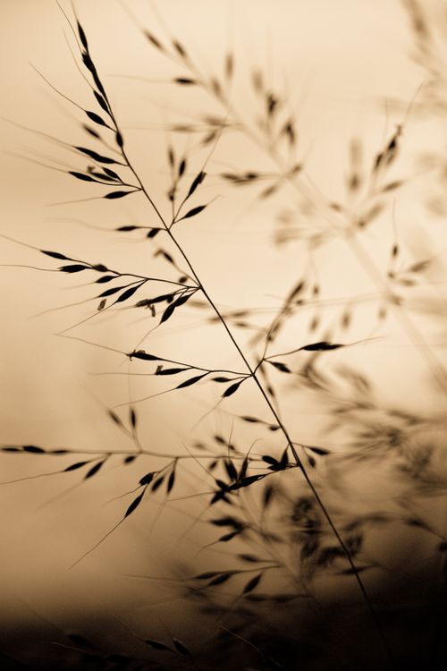Free Beautiful sepia-toned silhouette of delicate grass blades for natural mood setting. Stock Photo