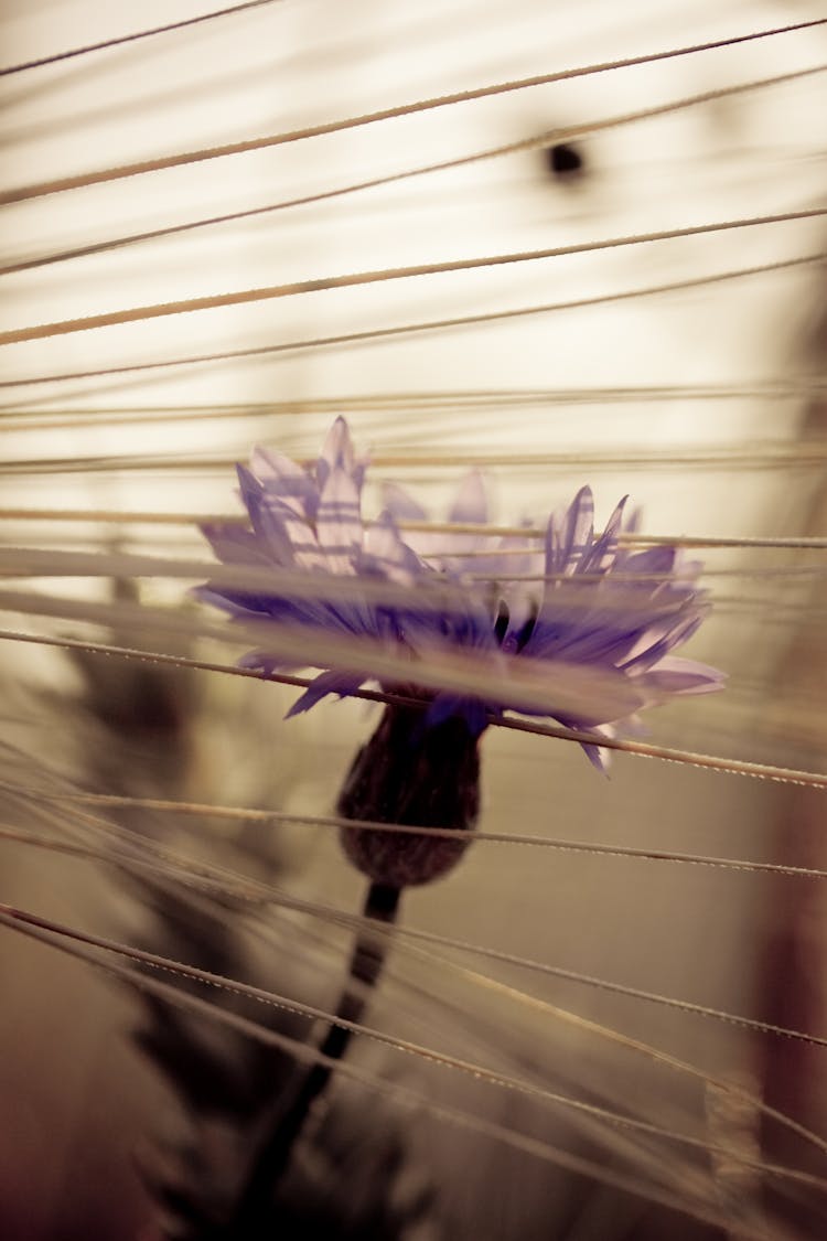 Purple Flower In Tilt Shift Lens