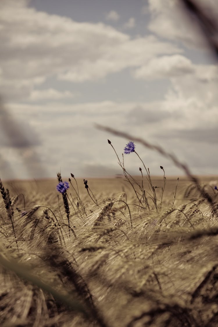 Purple Flower On Brown Grass Field