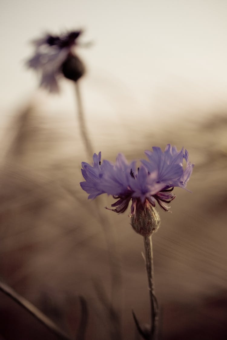 Purple Flower In Tilt Shift Lens