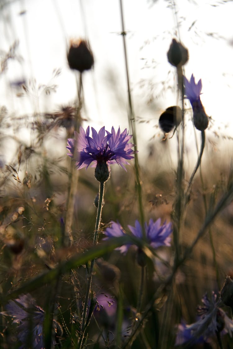 Purple Flower In Tilt Shift Lens