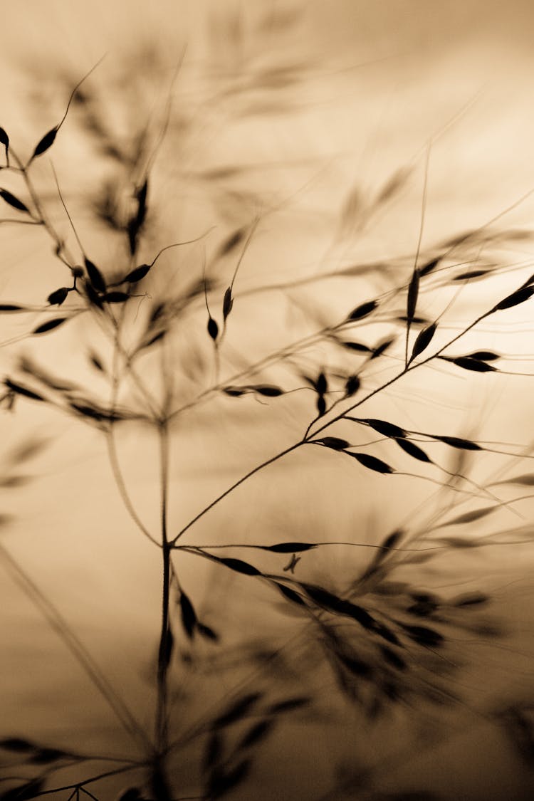 Sepia Photo Of Grass Plant