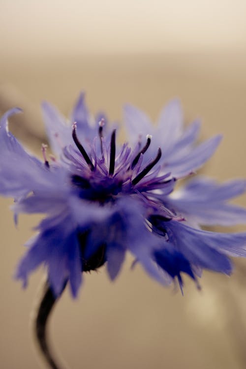 Purple Flower in MacroPhotography