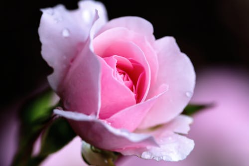 A Close-Up Shot of a Pink Rose