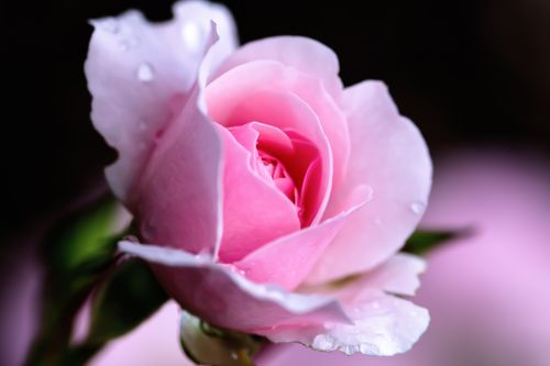 Free A macro shot of a fresh pink rose, with dew drops on petals, showcasing natural beauty. Stock Photo