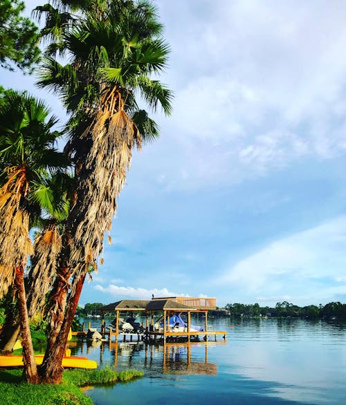 Free stock photo of florida, lake, palms