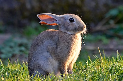 Free Darmowe zdjęcie z galerii z fotografia zwierzęcia, królik, na dworze Stock Photo