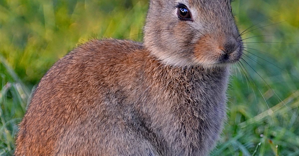 A Close-Up Shot of a Rabbit on Grass · Free Stock Photo