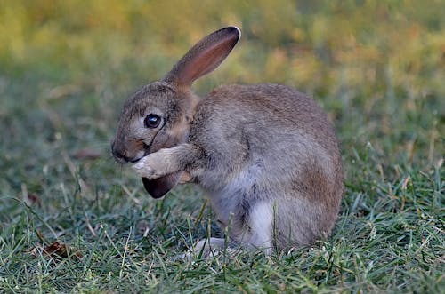 Why Rabbits Go Hyper in Humid Indian Monsoon Weather