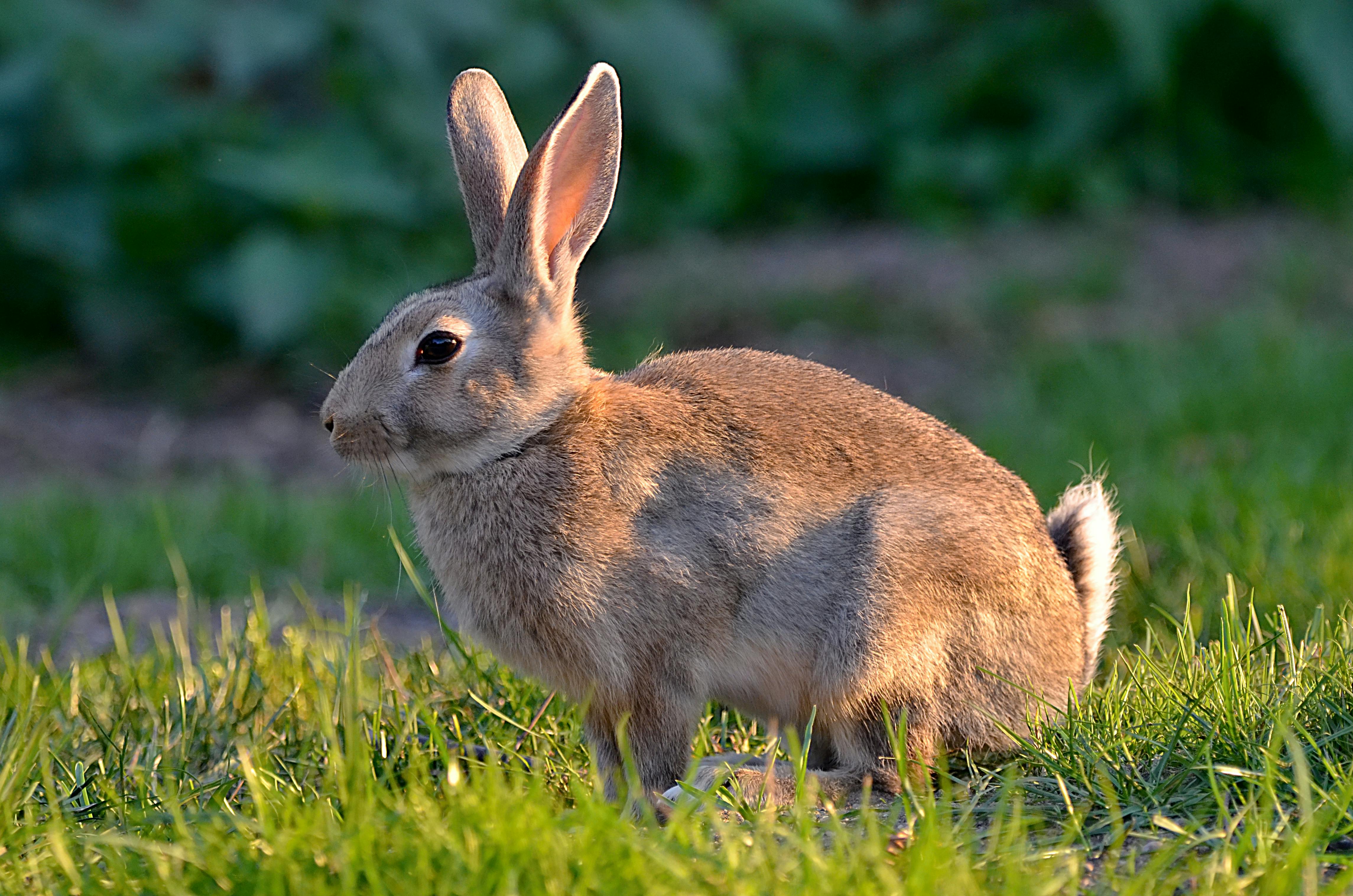 Brown Rabbit on Green Grass · Free Stock Photo