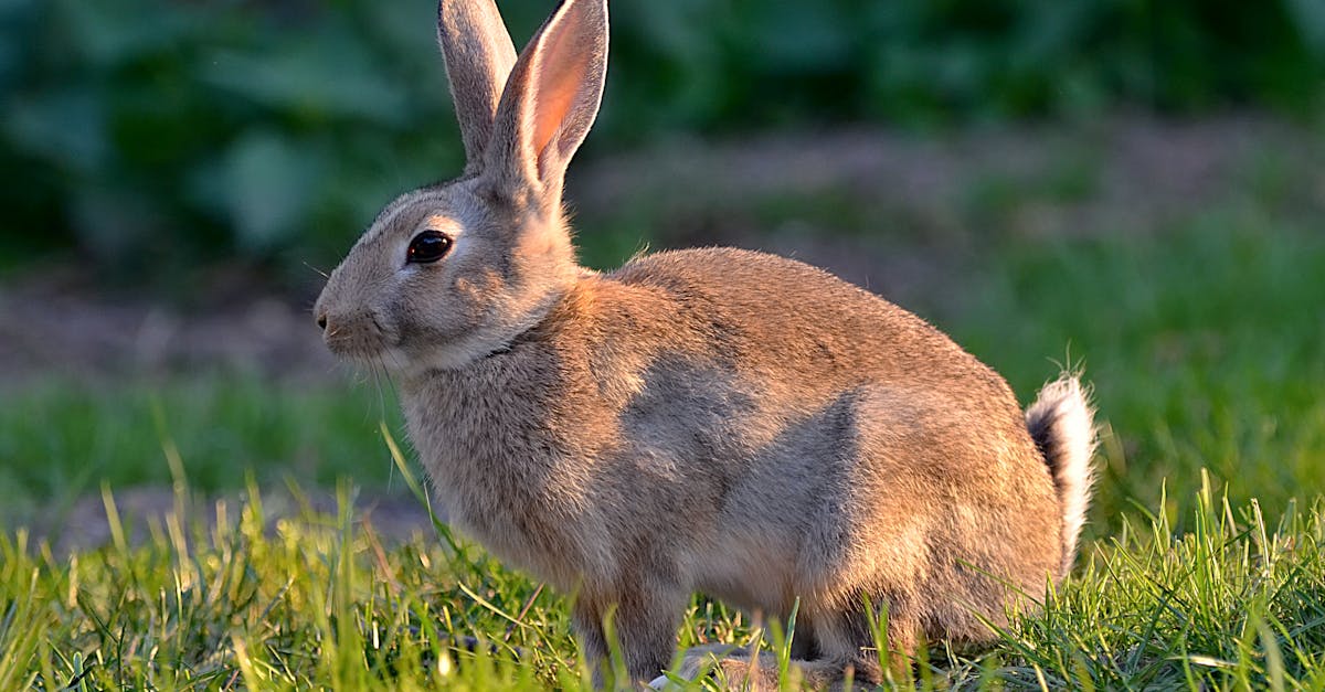 Brown Rabbit on Green Grass · Free Stock Photo
