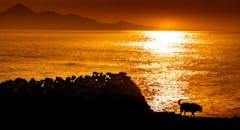 Seacoast with a Silhouette of a Dog at Sunset