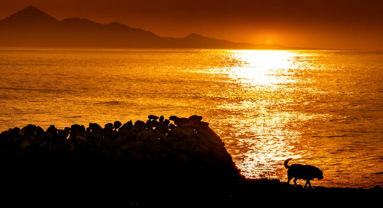 Seacoast With A Silhouette Of A Dog At Sunset