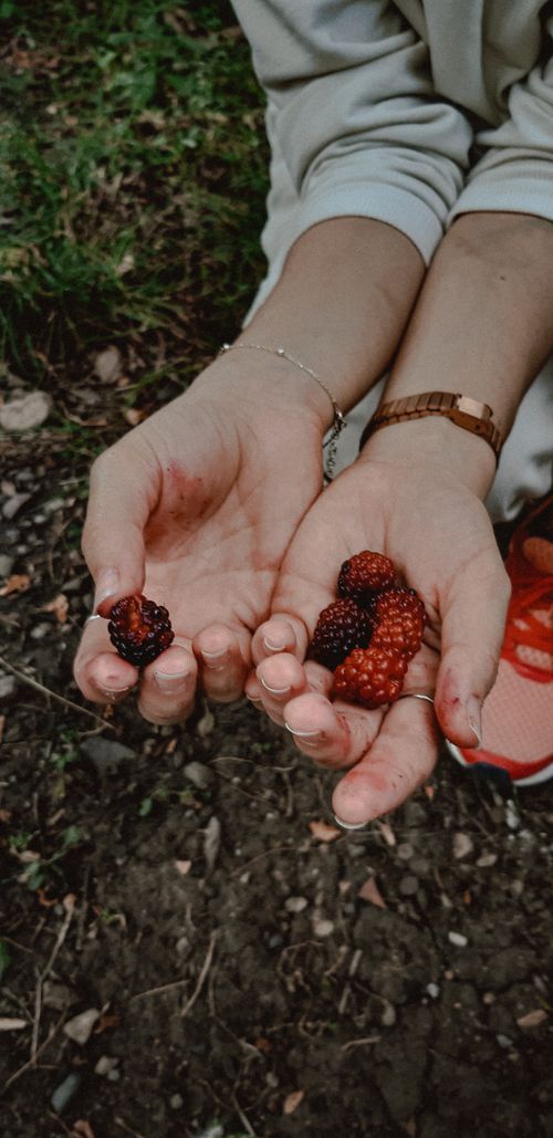 Free Close-up of hands holding fresh raspberries, depicting nature and harvest. Stock Photo