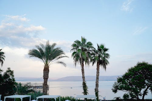 Green Palm Trees Near Body of Water