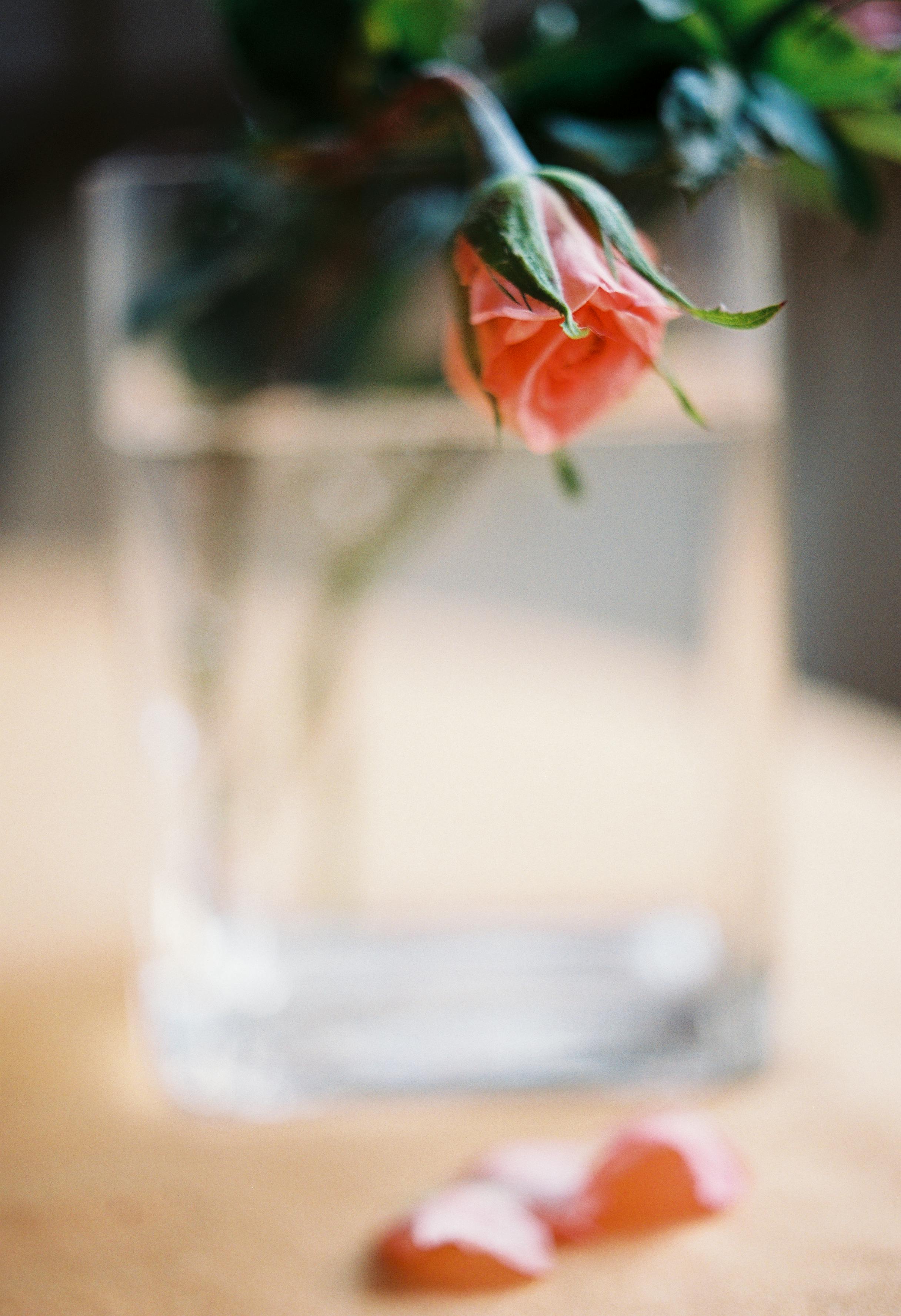 Rosenstecklinge im Wasserglas