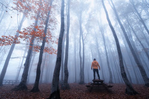 Man Standing on Wooden Picnic Table in the Forest on a Foggy Day