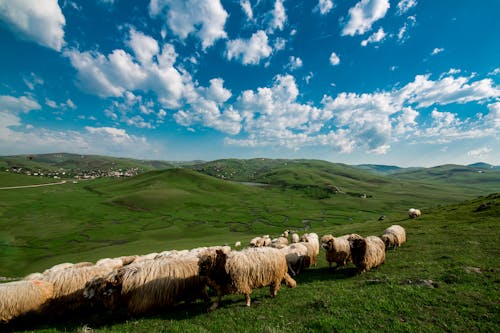 Herd of Sheep Waking Green Grassland Under Blue Sky