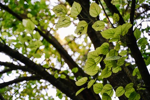 Free Vibrant green leaves on a tree branch with sunlight filtering through, showcasing nature's serenity. Stock Photo