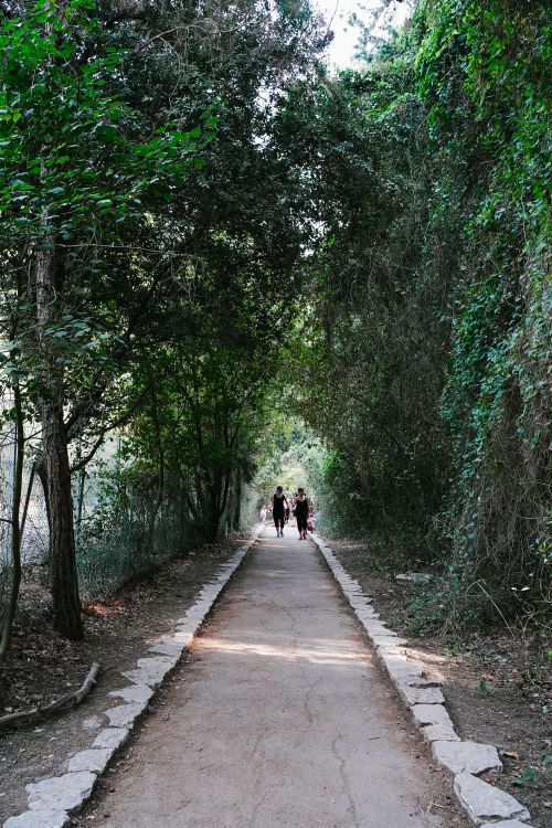 Free Peaceful tree-lined path in a forest with people enjoying a walk. Ideal for outdoor lifestyle concepts. Stock Photo