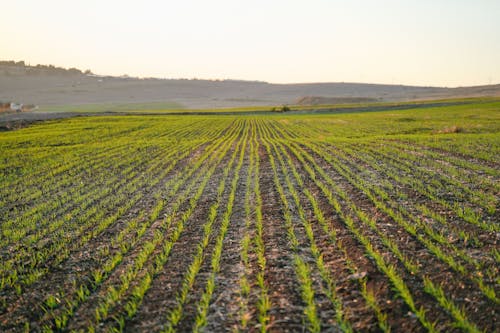 Photo of Cropland Under White Sky