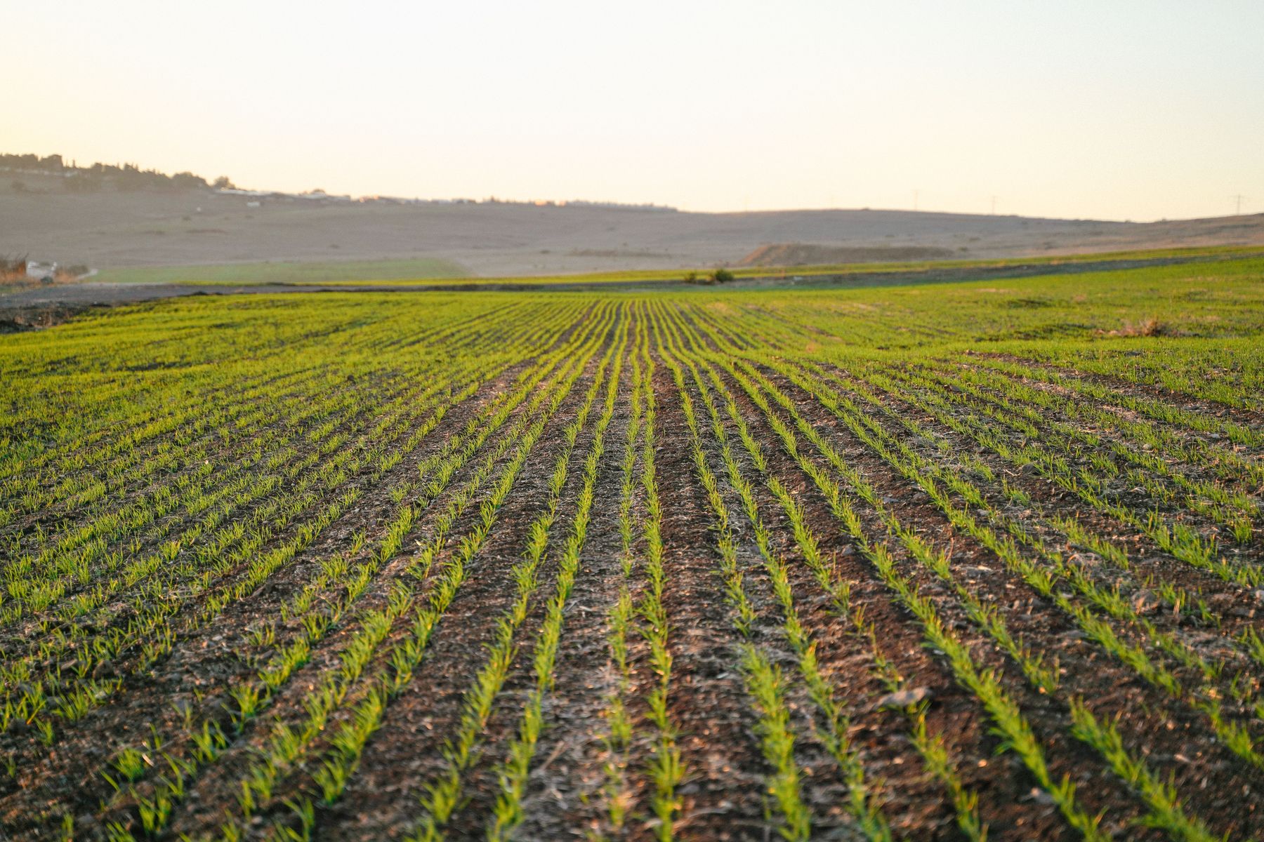 Farm fields and crop production