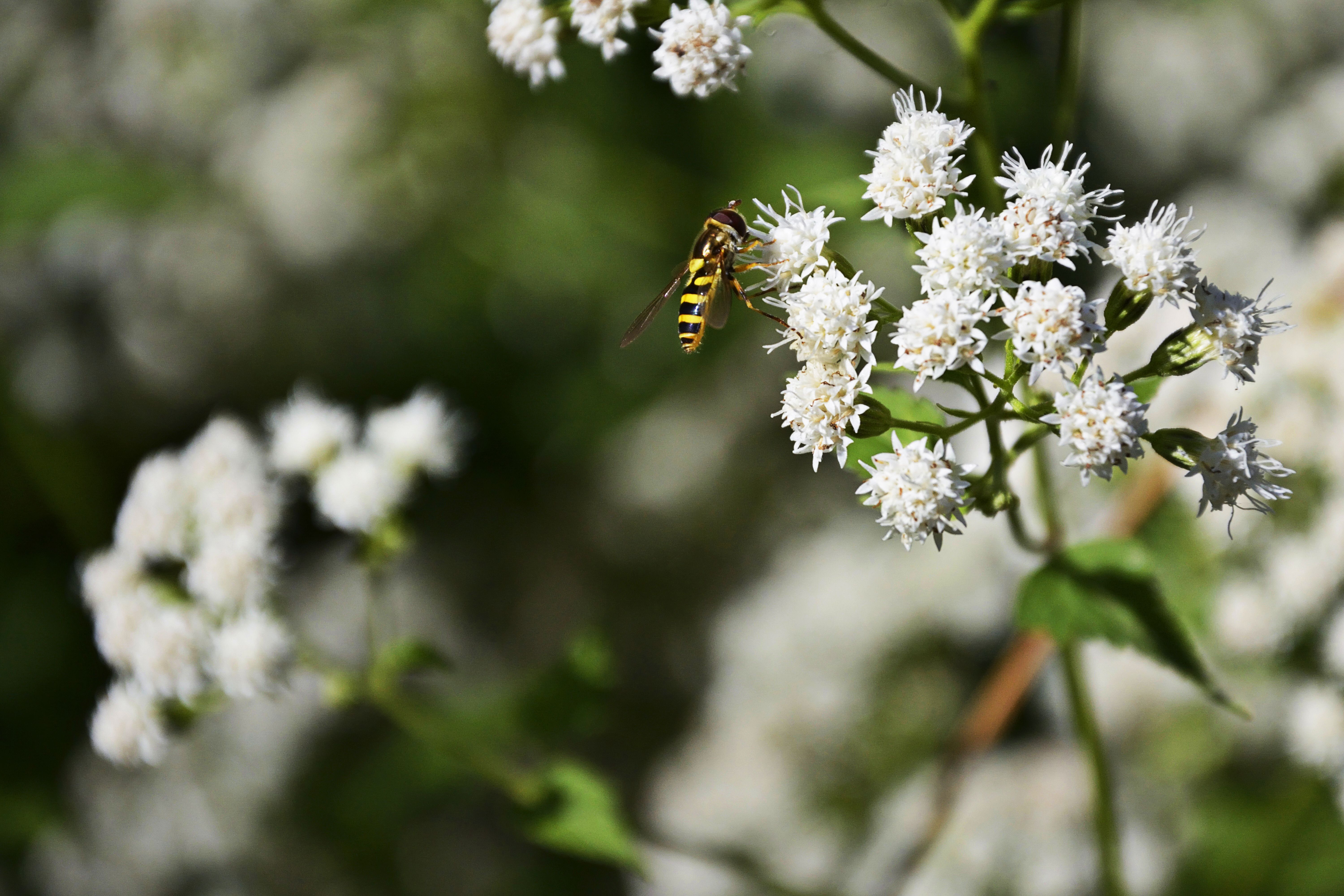 Boneset: The Forgotten Herb That Helped Generations Heal