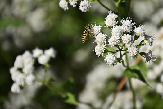 A hoverfly perched on white Eupatorium flowers in a New York garden.