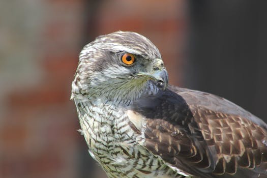 Brown and Gray Eagle