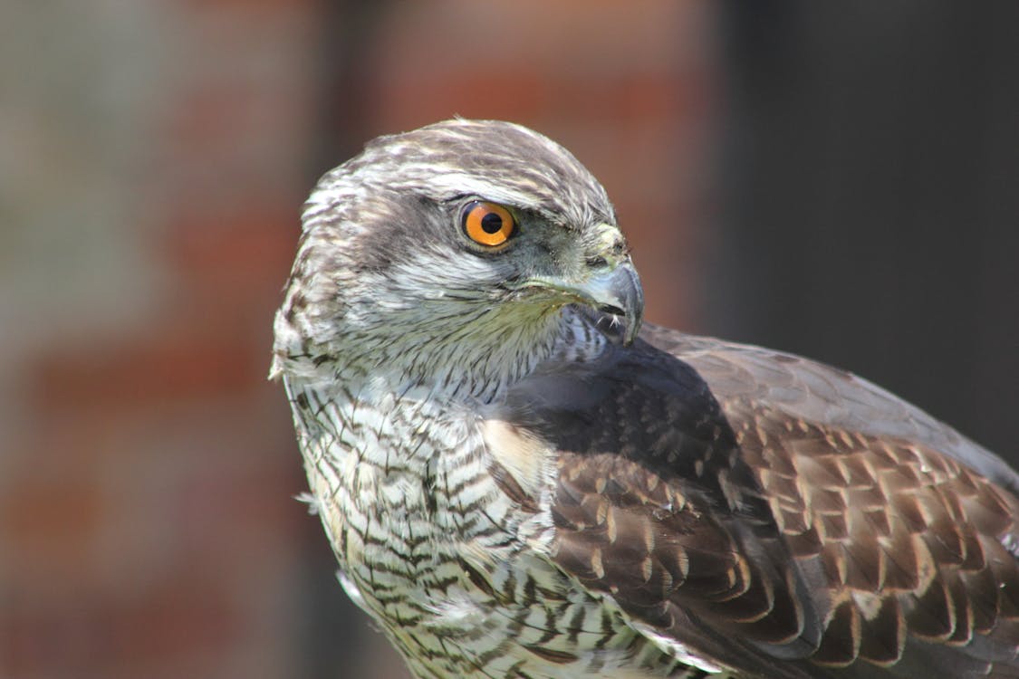 Δωρεάν στοκ φωτογραφιών με άγρια ζωή, αετός, αρπακτικό πουλί Φωτογραφία από στοκ φωτογραφιών