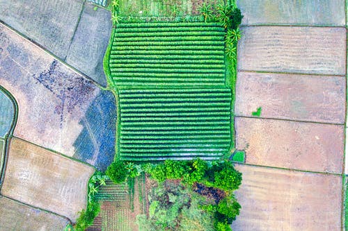 Bird's Eye View of Paddy Fields with Planted Crops
