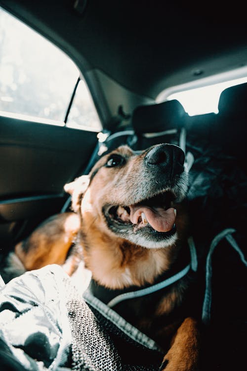 Curious dog sitting in car