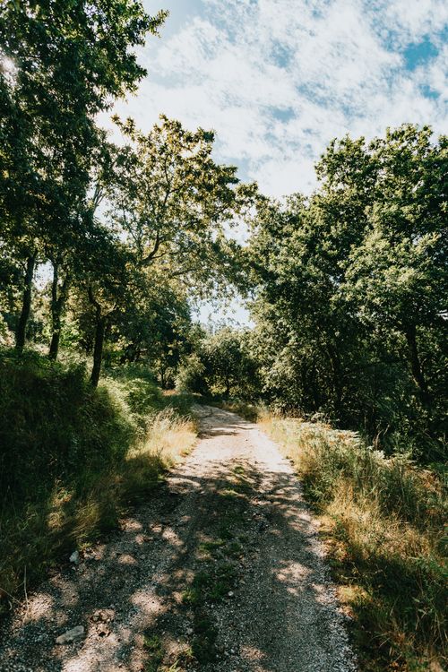 Free Pathway covered with pebbles located amidst tall green trees in sunny weather against cloudy sky in nature in summer day Stock Photo