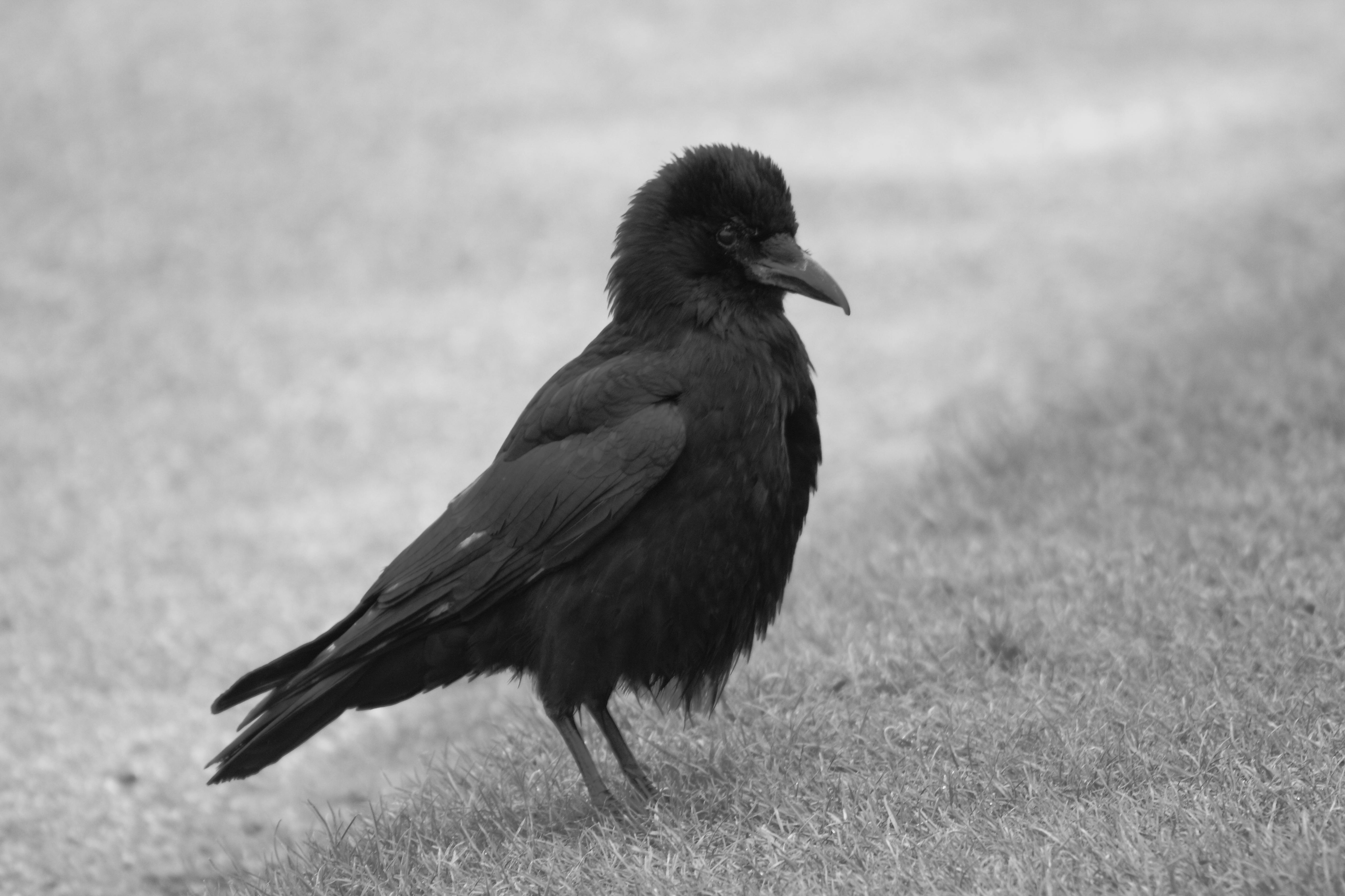 Black Crow · Free Stock Photo