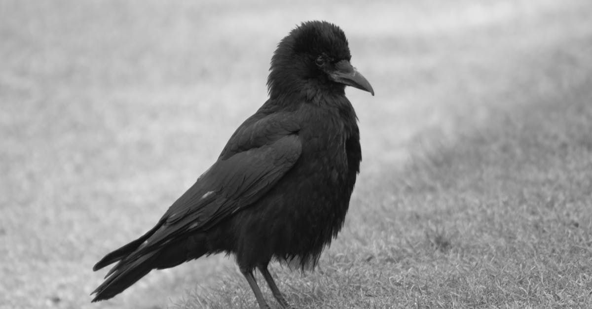 Free stock photo of beak, bird, black-and-white