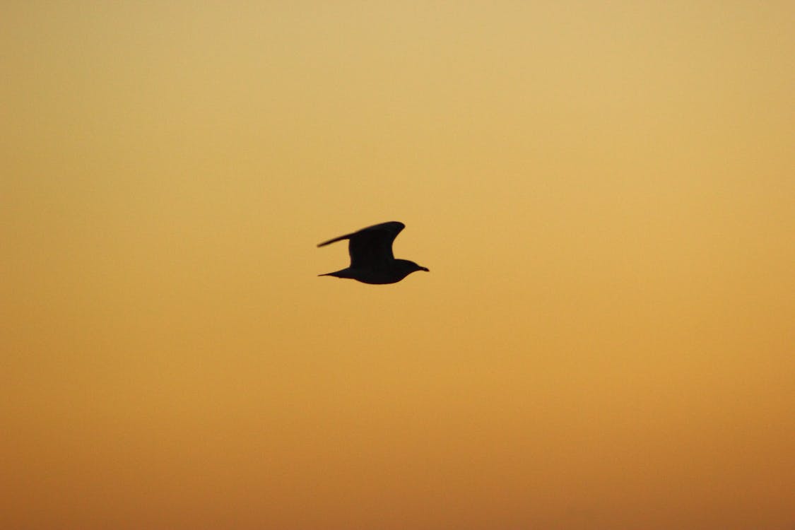 Free Silhouette of Flying Bird Stock Photo