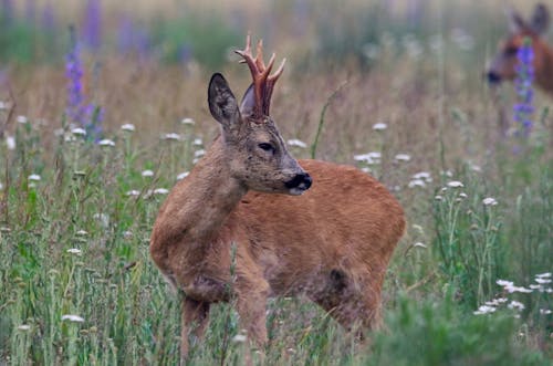 Brown Deer Standing on Grass Field