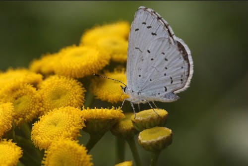 Gratis stockfoto met achtergrond wazig, antennes, buiten