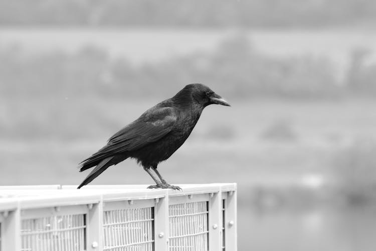 Shallow Focus Of Crow