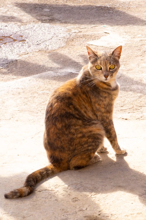 Ingyenes stockfotó gato témában