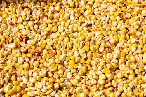 Free Yellow Corn Grain Seeds in Close Up Photography Stock Photo