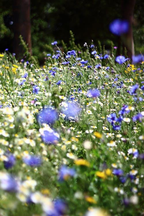 Foto stok gratis bunga-bunga, musim panas, padang rumput