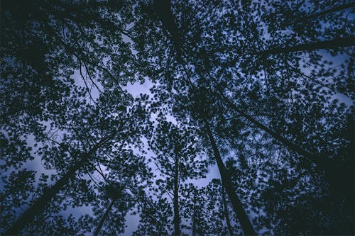 Free Low Angle Photography of Tall Trees at Dusk Stock Photo