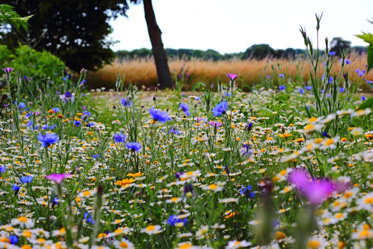 Selective Focus Photo Of Blue And White Flowers Field