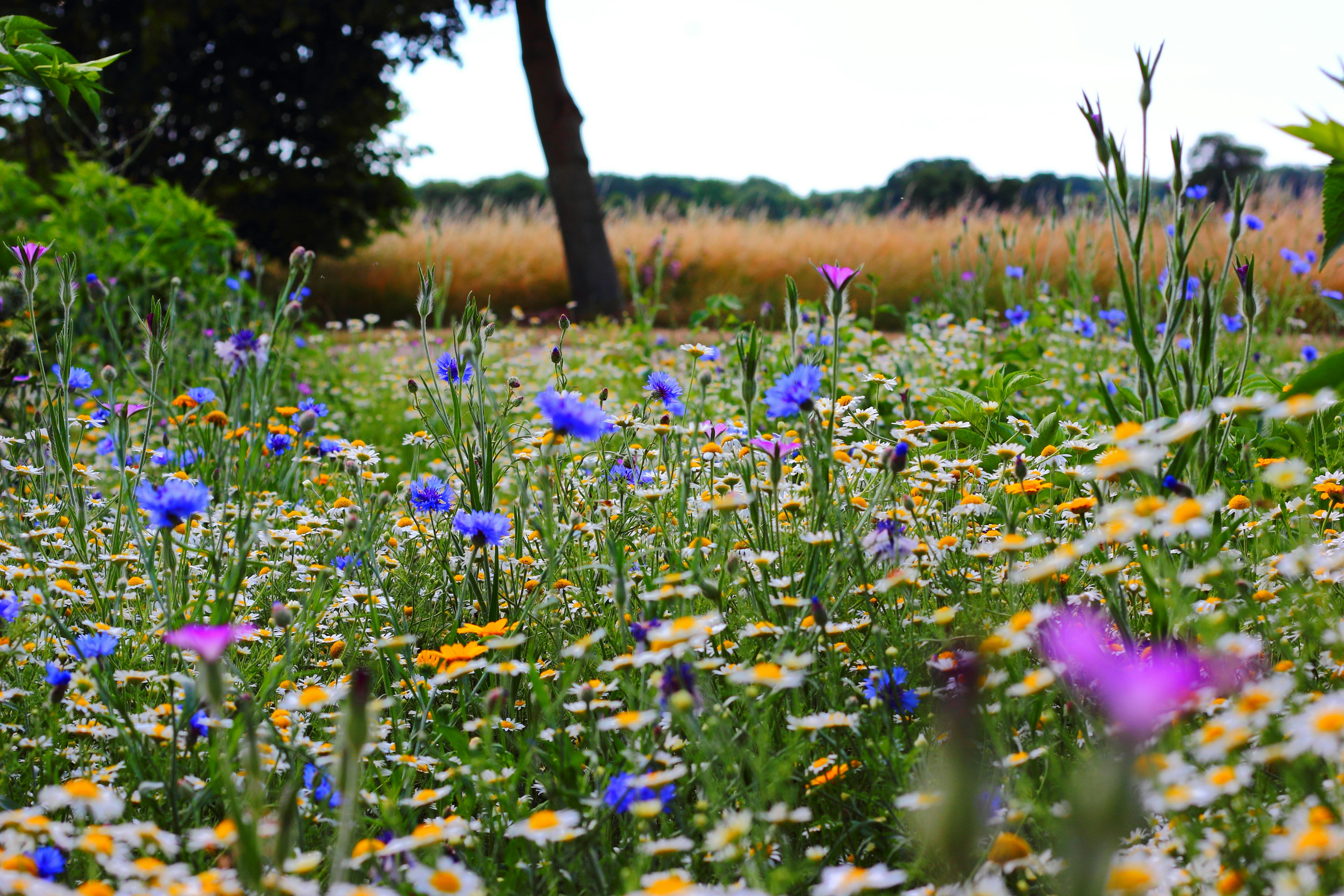 Selective Focus Photo of Blue and White Flowers Field · Free Stock Photo