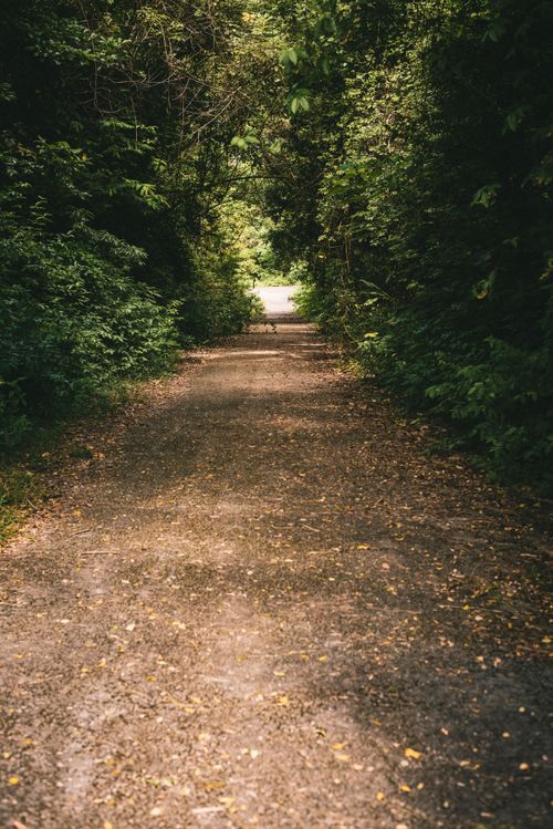 Free A tranquil narrow pathway surrounded by lush green trees and wild plants, perfect for nature walks. Stock Photo