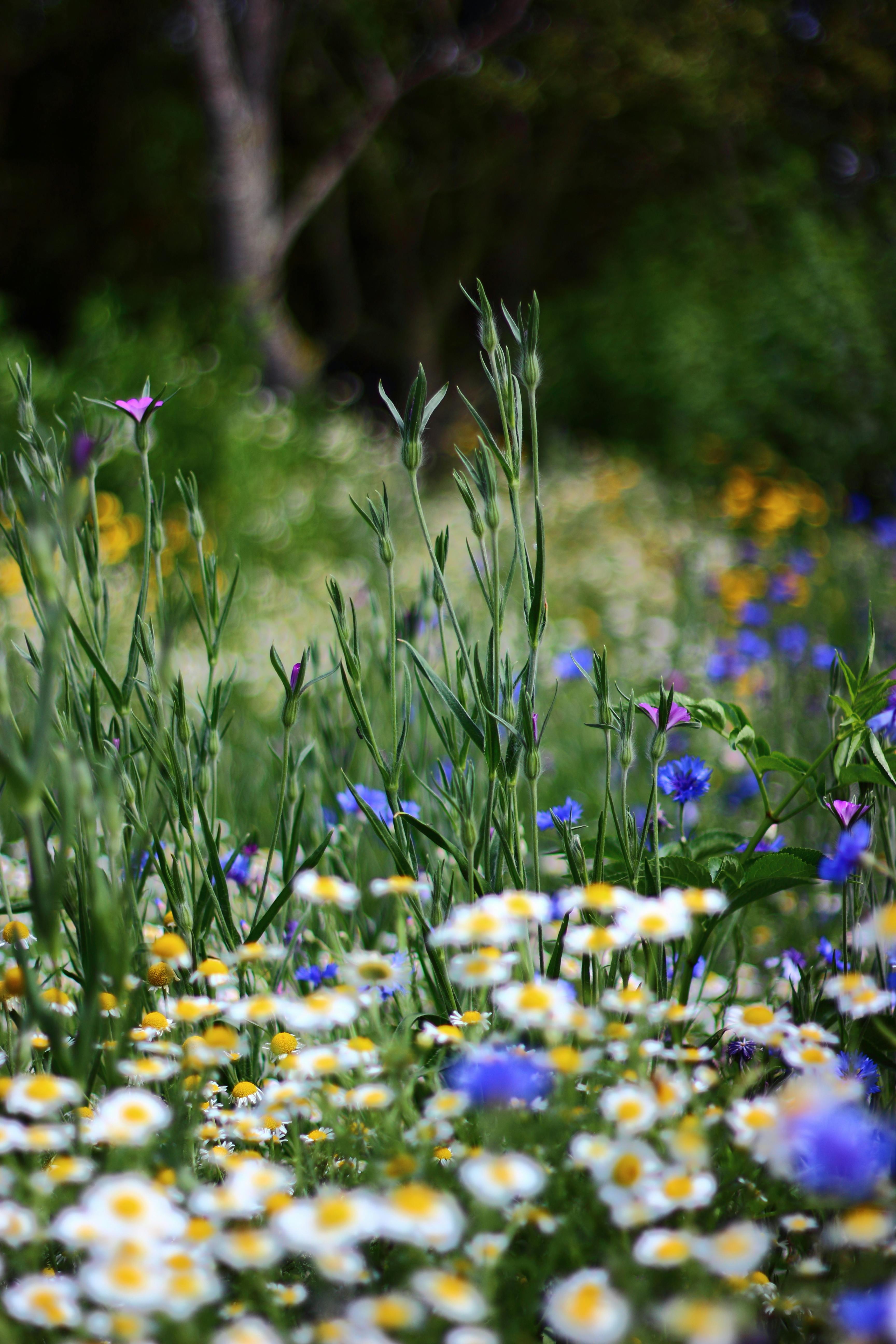 Free stock photo of flowers, wild flowers